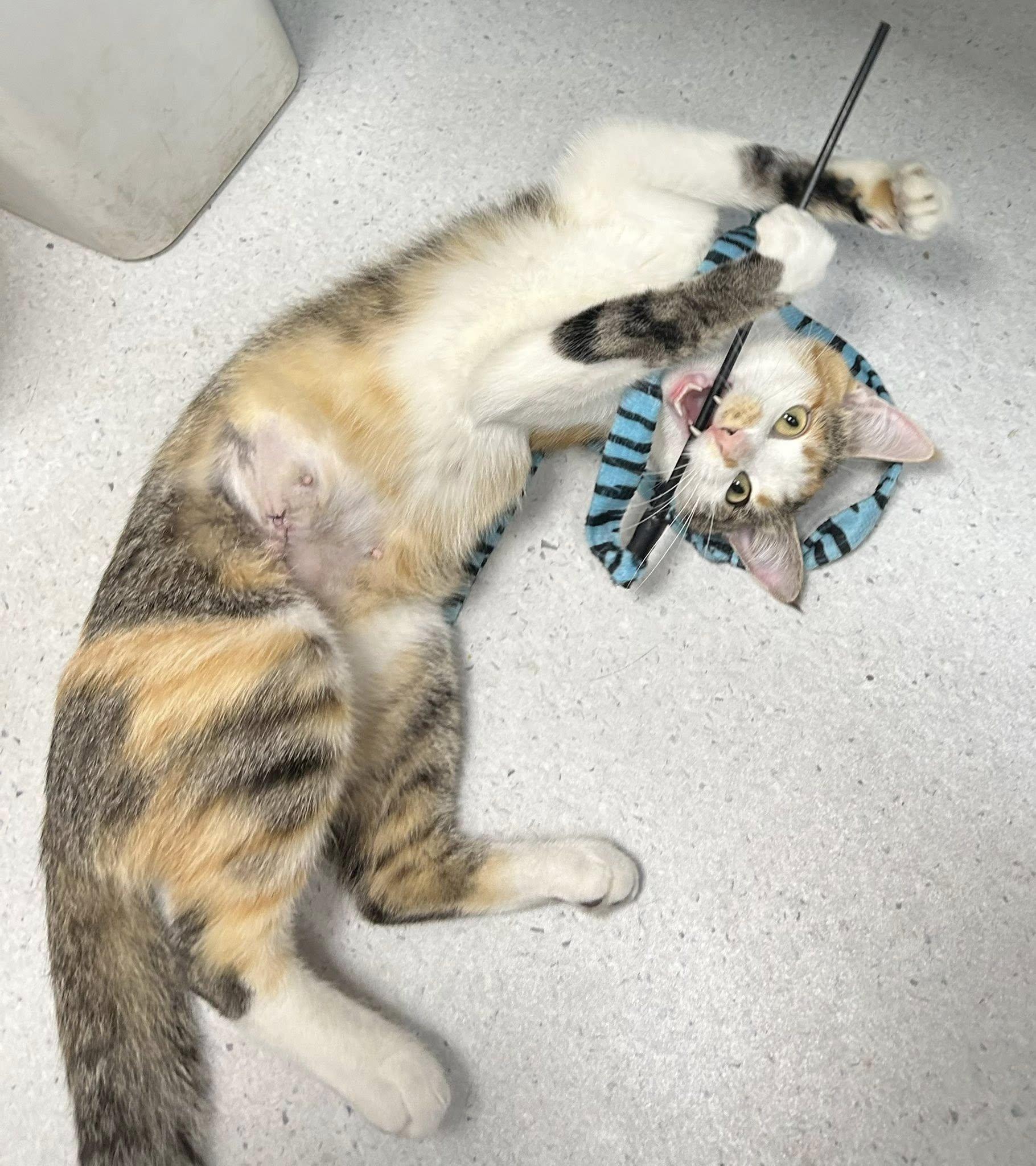 Meadow, Adoptable, Adult Female Domestic Short Hair.