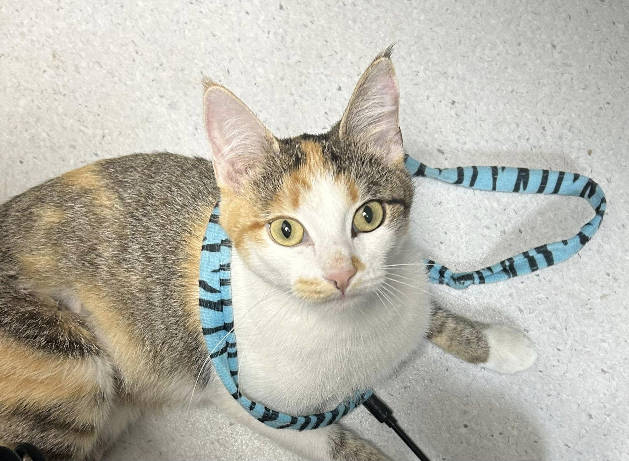 Enlarge Meadow, a Adoptable Domestic Short Hair in Milton, MA image 2/4