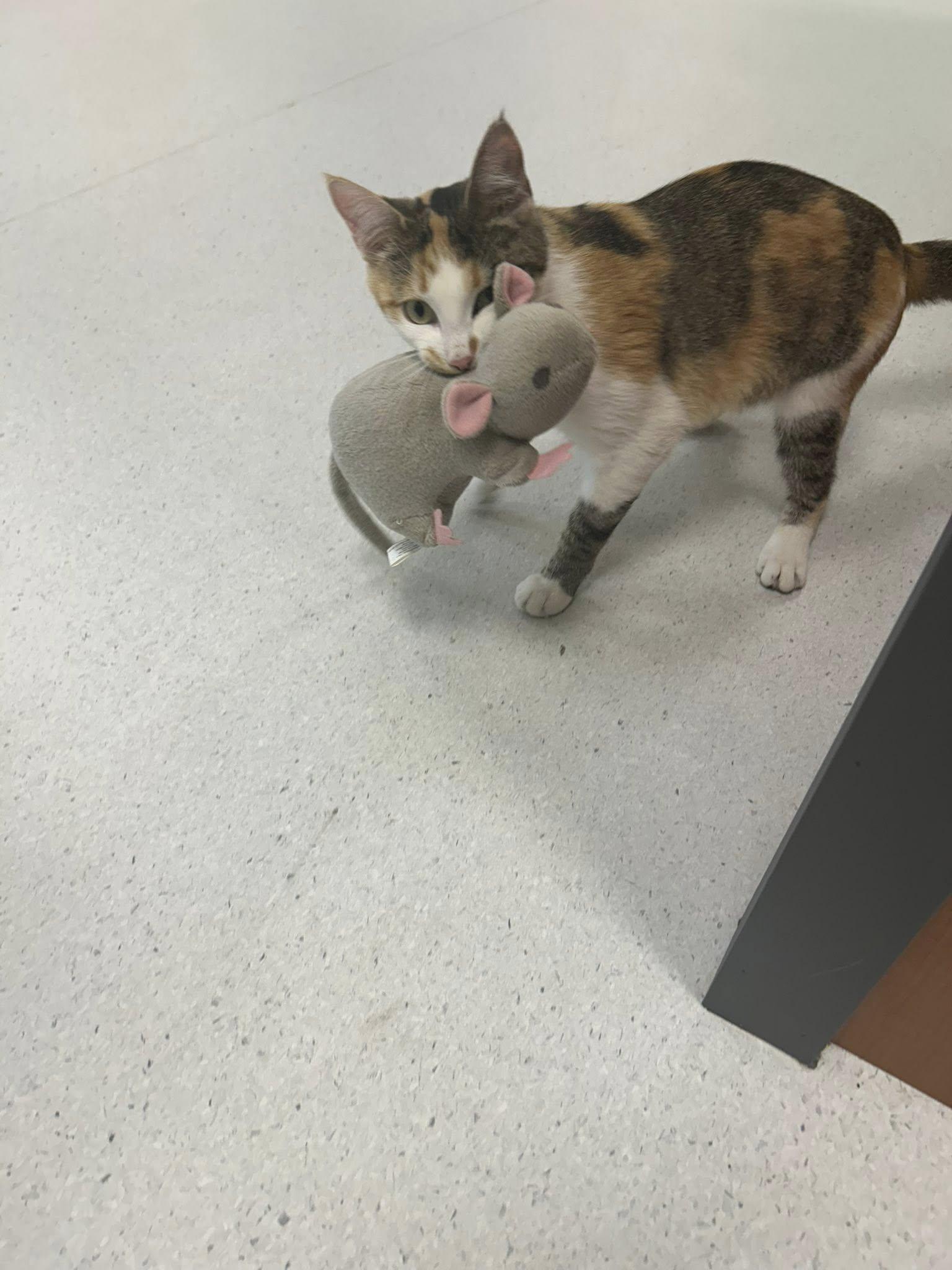 Enlarge Meadow, a Adoptable Domestic Short Hair in Milton, MA image 3/4