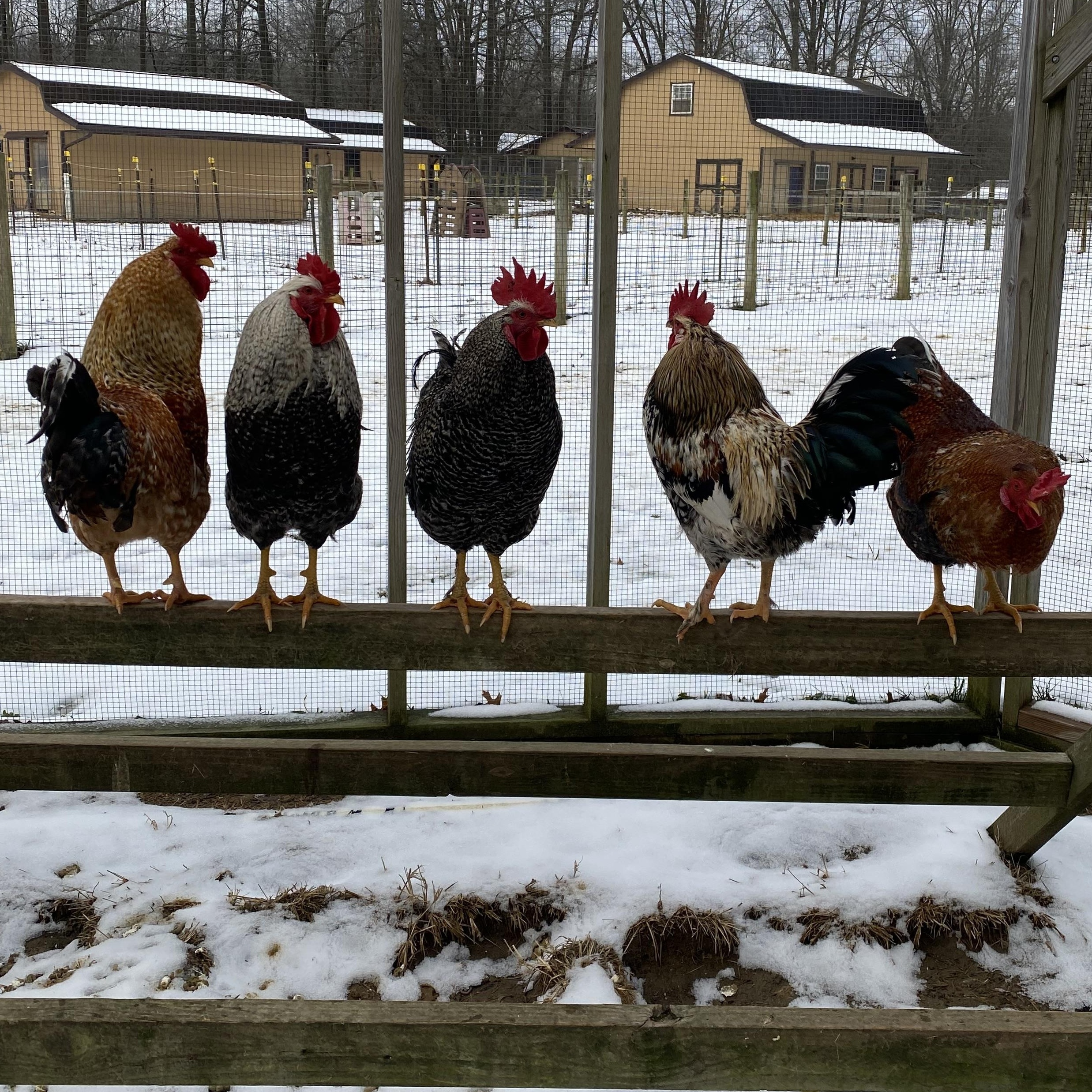 Enlarge Friendly Roosters, a ADOPTABLE Chicken in Ravenna, OH image 2/3