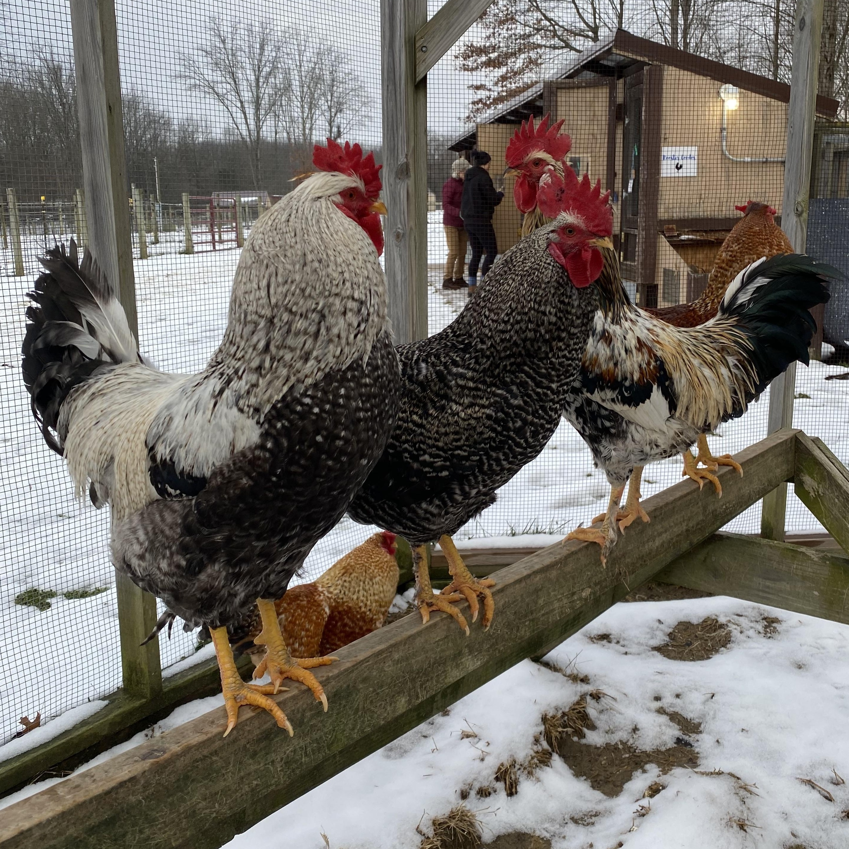 Friendly Roosters, ADOPTABLE, Adult Male Chicken.