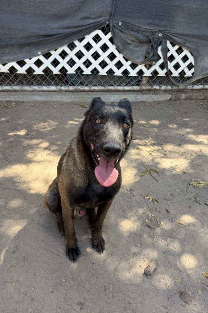 Apollo, Adopted, Young Male Belgian Shepherd / Malinois.