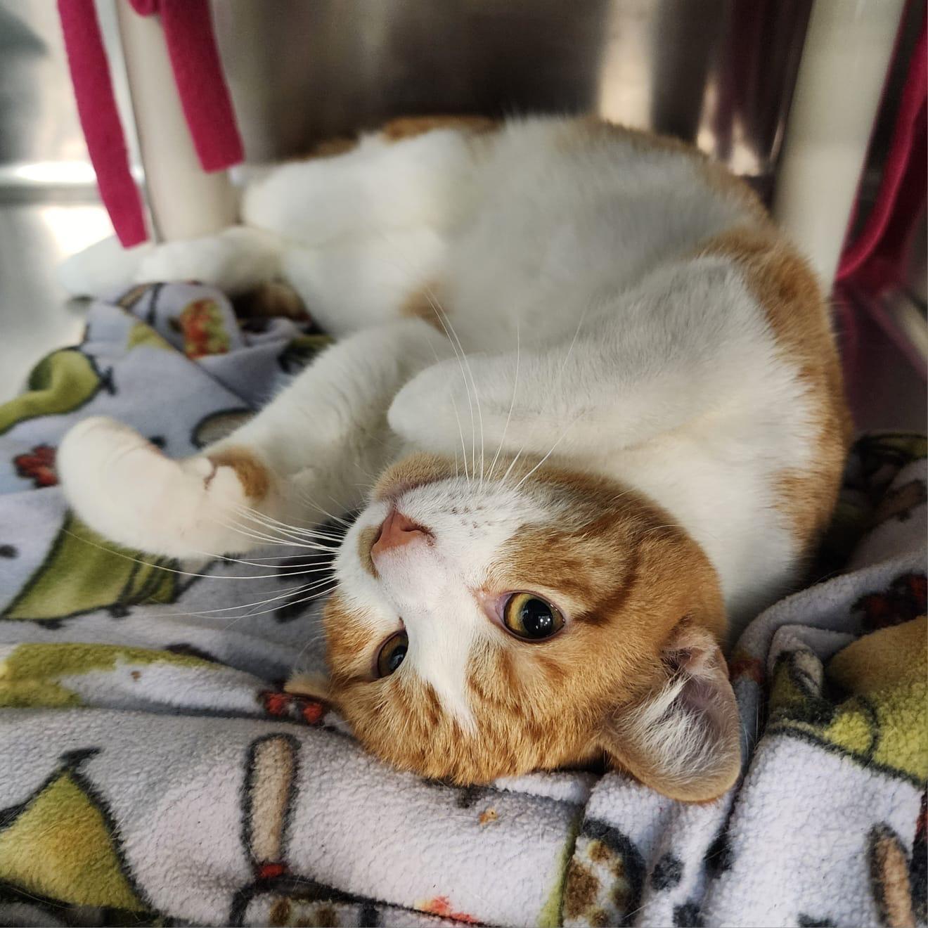 Diamond, Adoptable, Young Male Tabby.