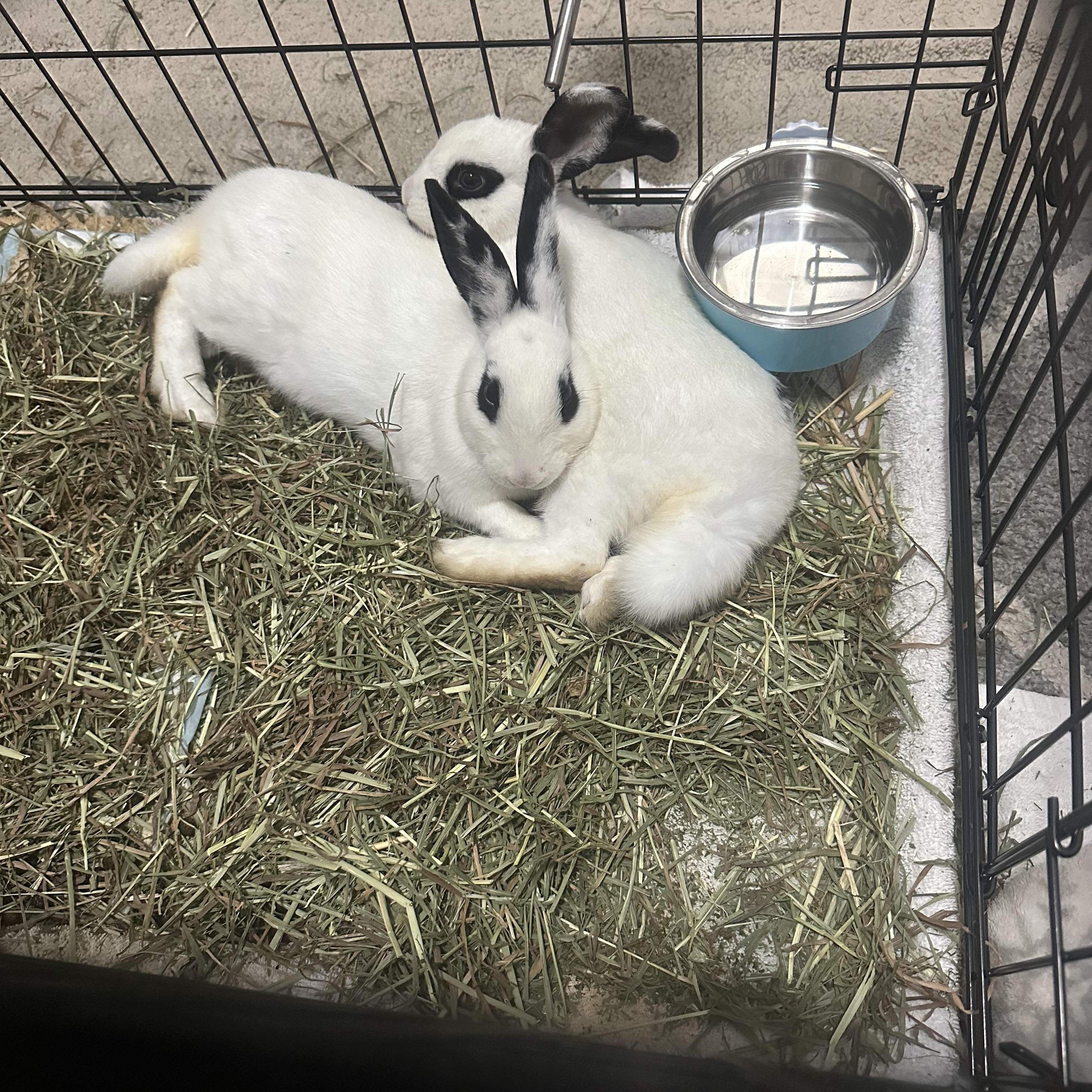 Enlarge Cleo & Olive, a Adoptable American in Gig Harbor, WA image 2/5