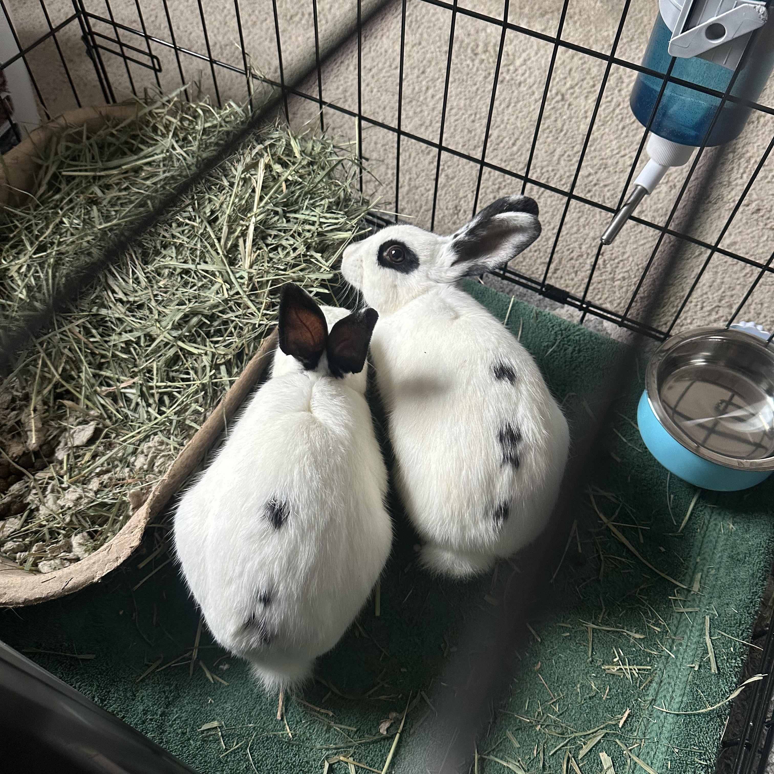 Enlarge Cleo & Olive, a Adoptable American in Gig Harbor, WA image 3/5