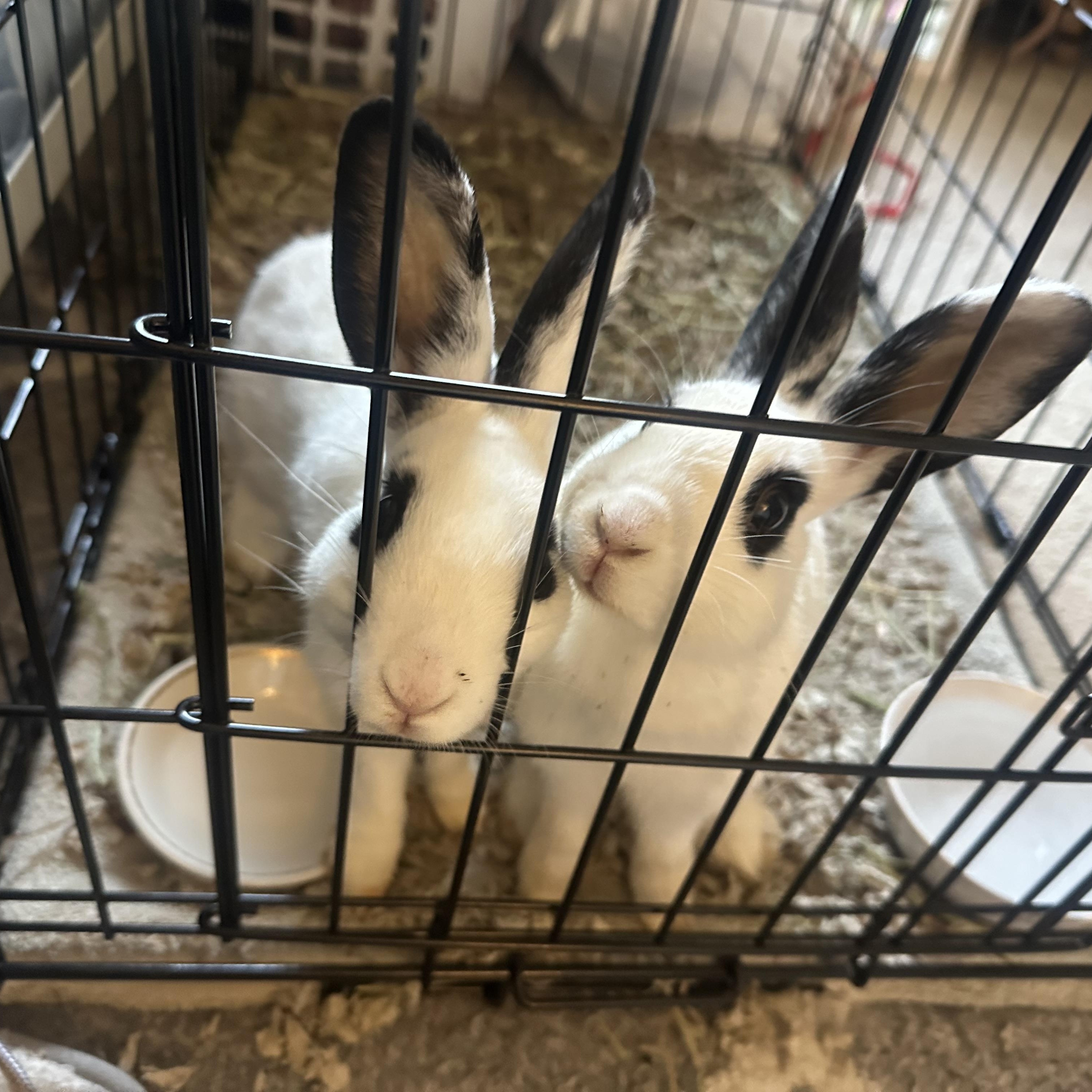 Enlarge Cleo & Olive, a Adoptable American in Gig Harbor, WA image 4/5