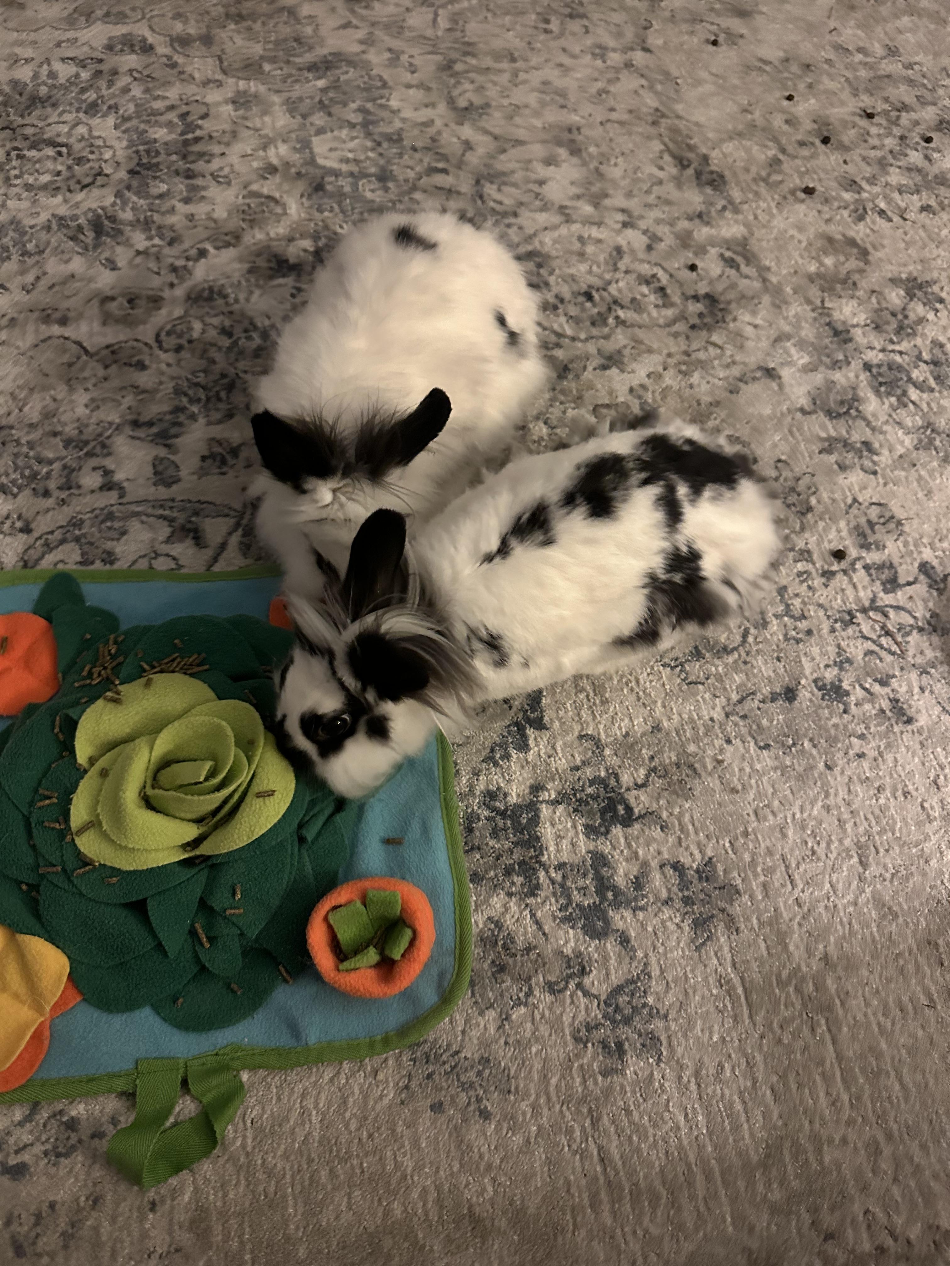 Enlarge Cleo & Olive, a Adoptable American in Gig Harbor, WA image 5/5