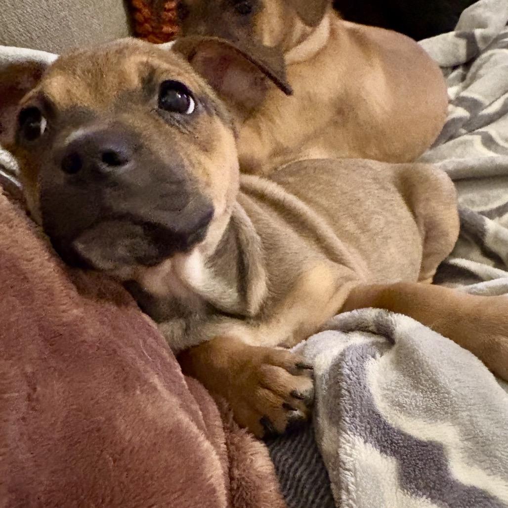 Katniss, Adoptable, Puppy Female German Shepherd Dog & Boxer.