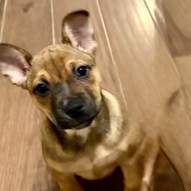 Enlarge Katniss, a Adoptable mixed breed in Cordova, TN image 3/5