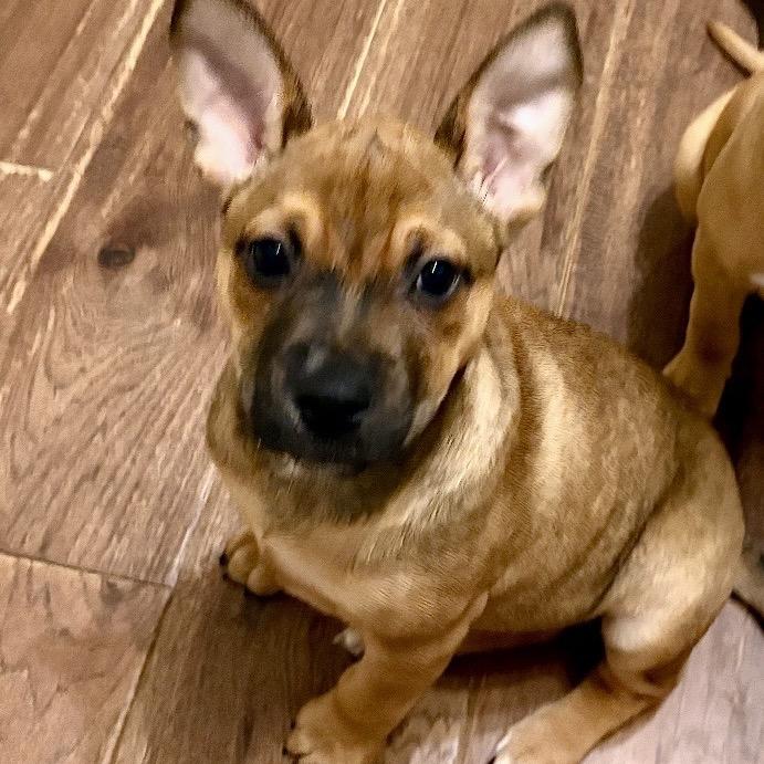 Enlarge Katniss, a Adoptable mixed breed in Cordova, TN image 5/5