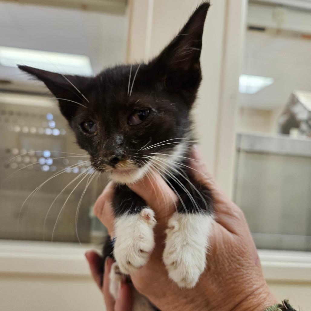 Tucker, Adoptable, Kitten Male American Shorthair.
