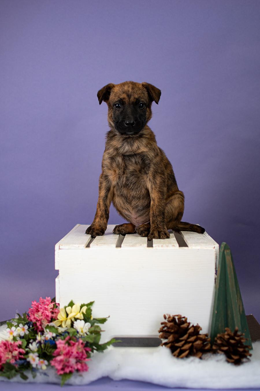 1-26, ADOPTABLE, Young Male Shepherd.