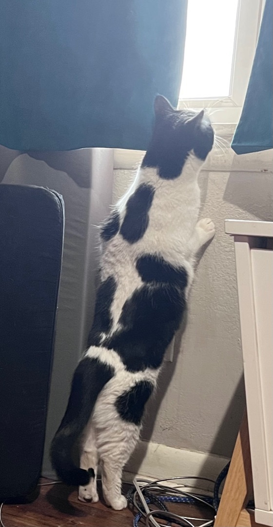 MooMoo, Adopted, Adult Female Tuxedo.