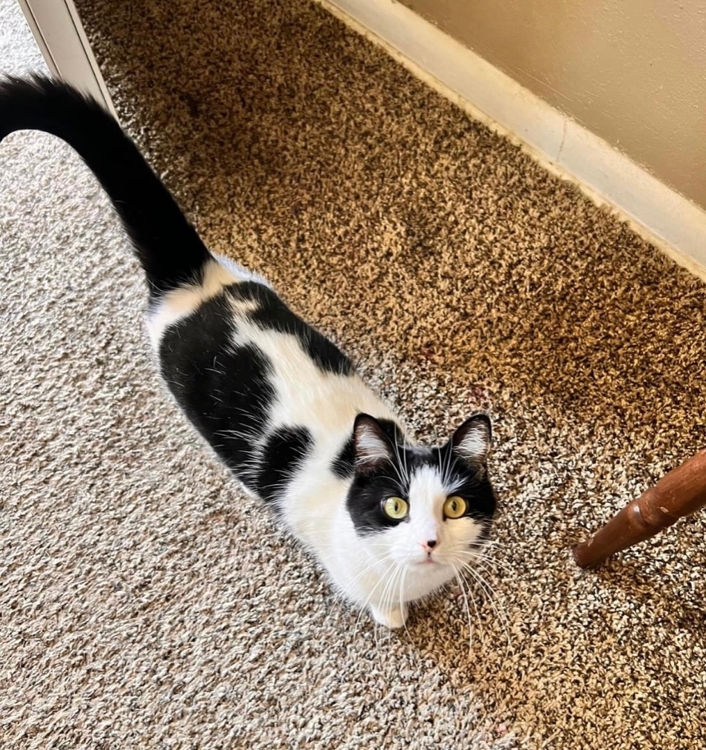 Enlarge MooMoo, a Adopted Tuxedo in Broken Arrow, OK image 2/8