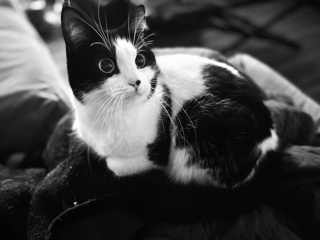 Enlarge MooMoo, a Adopted Tuxedo in Broken Arrow, OK image 3/8