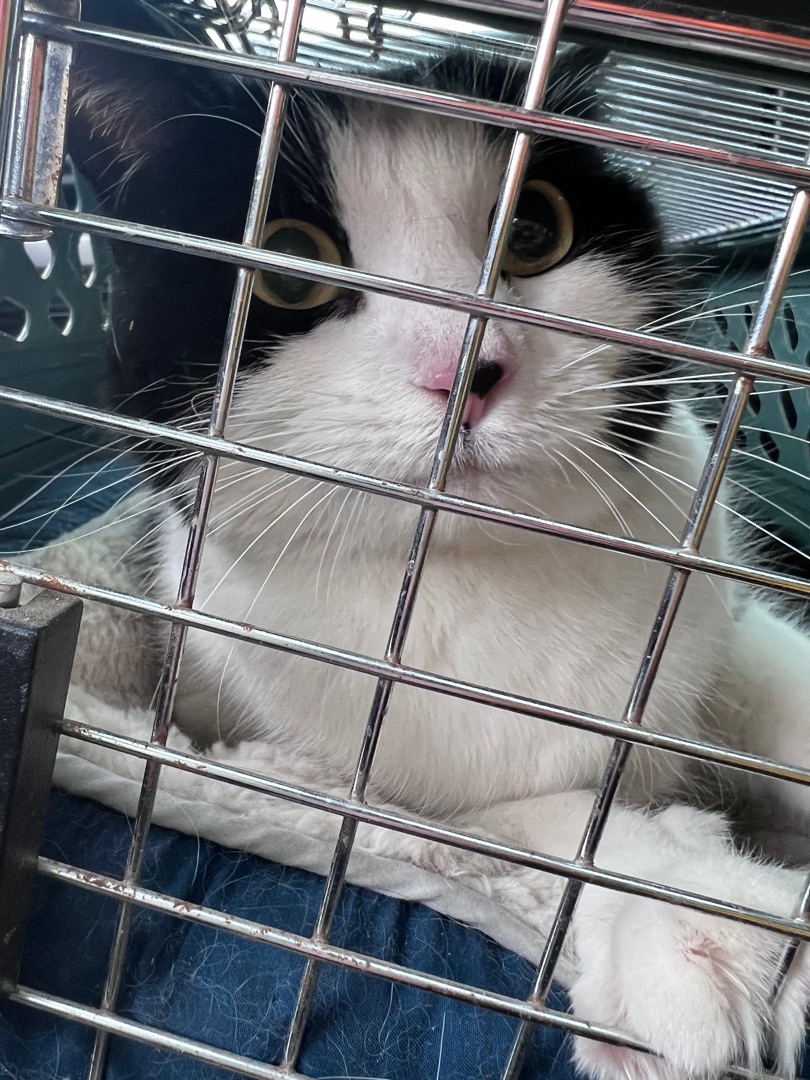 Enlarge MooMoo, a Adopted Tuxedo in Broken Arrow, OK image 4/8