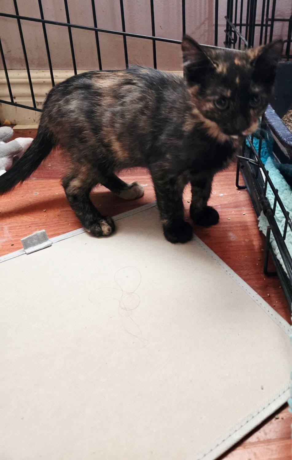 Enlarge Peaches, an adoptable Tortoiseshell in Manhattan, KS image 1/1