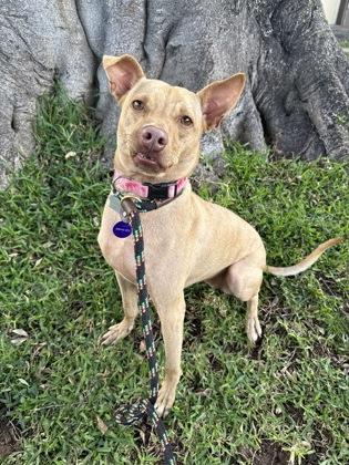 Enlarge Pua, a Adoptable mixed breed in Honolulu, HI image 1/2