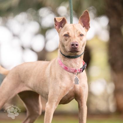 Enlarge Pua, a Adoptable mixed breed in Honolulu, HI image 2/2