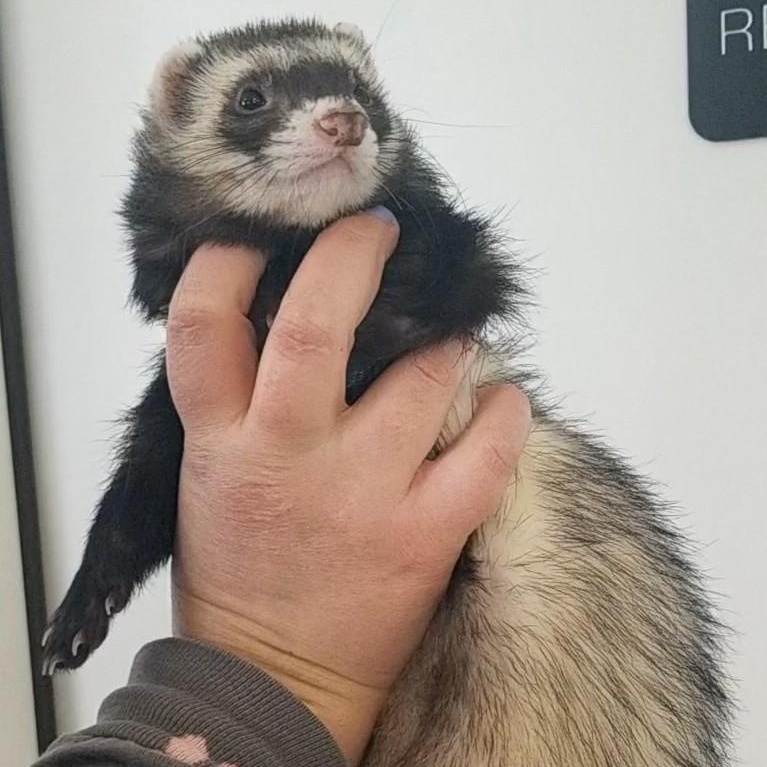Enlarge Slinky, a ADOPTABLE Ferret in Aransas Pass, TX image 3/3