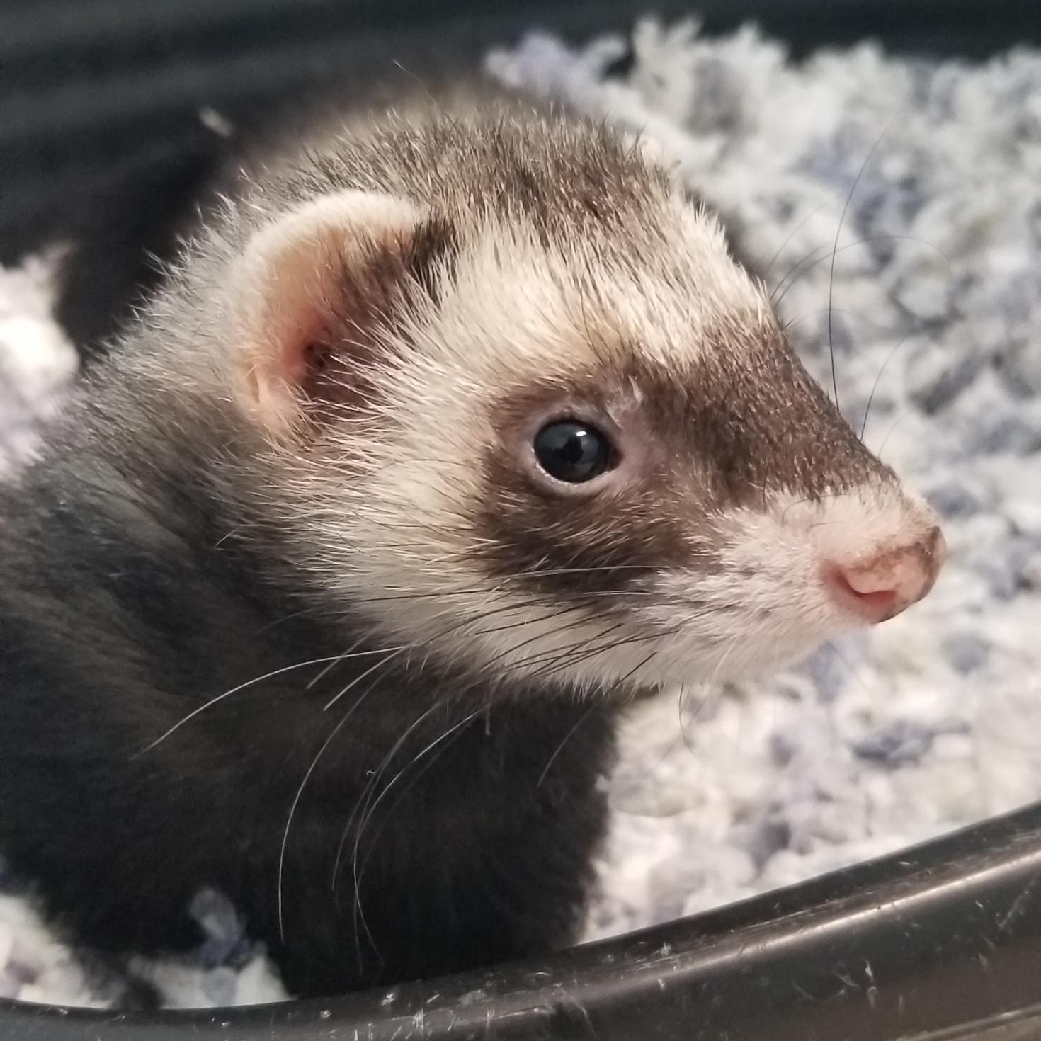 Slinky, an adopted Ferret in Aransas Pass, TX image 6/6