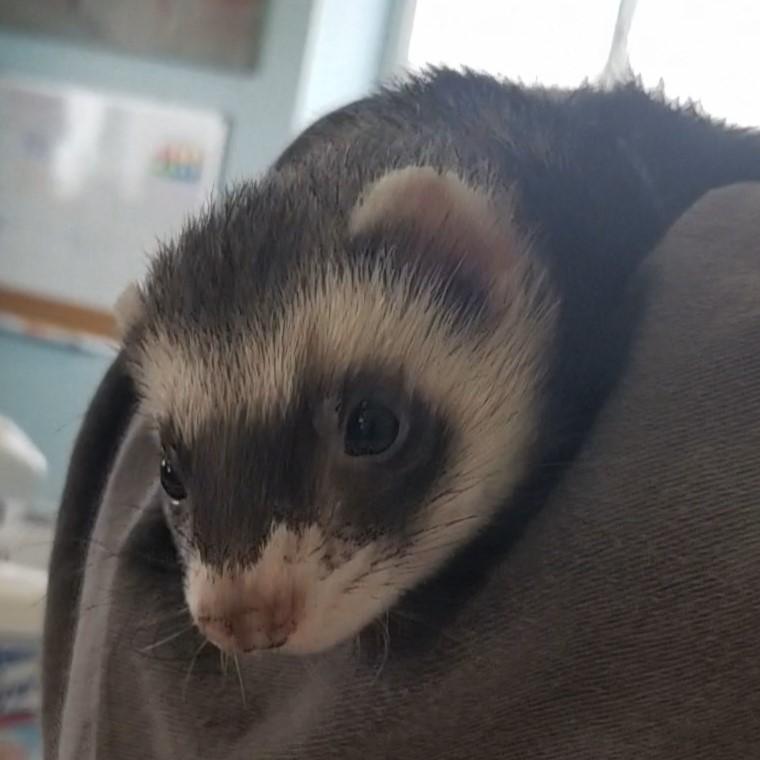 Slinky, ADOPTABLE, Adult Male Ferret.
