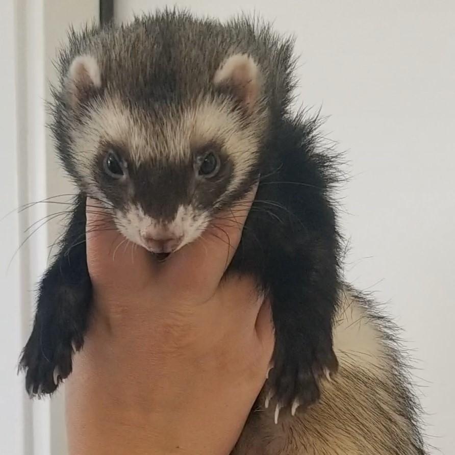 Enlarge Slinky, a ADOPTABLE Ferret in Aransas Pass, TX image 2/3