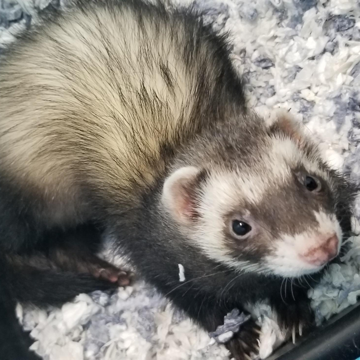 Slinky, an adopted Ferret in Aransas Pass, TX image 3/6