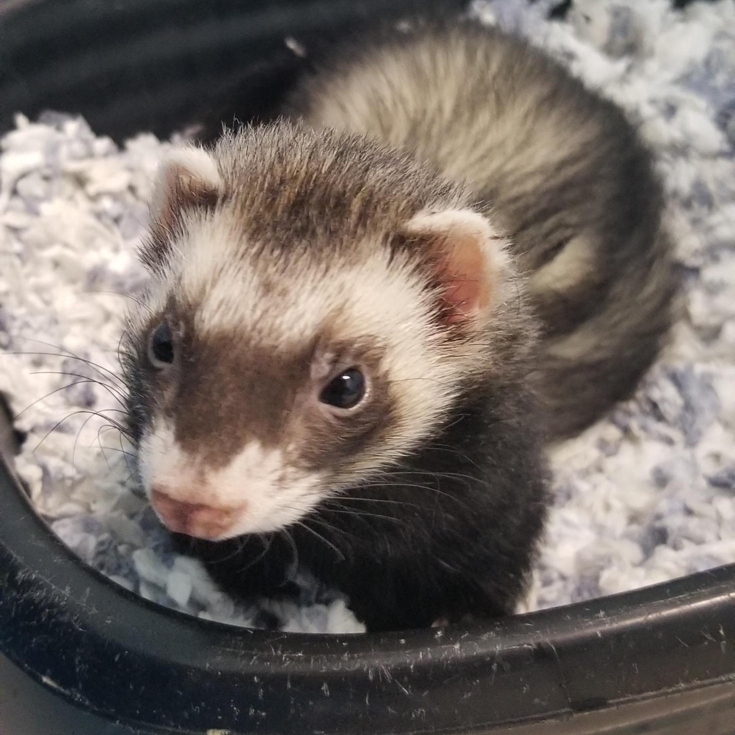 Slinky, an adopted Ferret in Aransas Pass, TX image 1/6