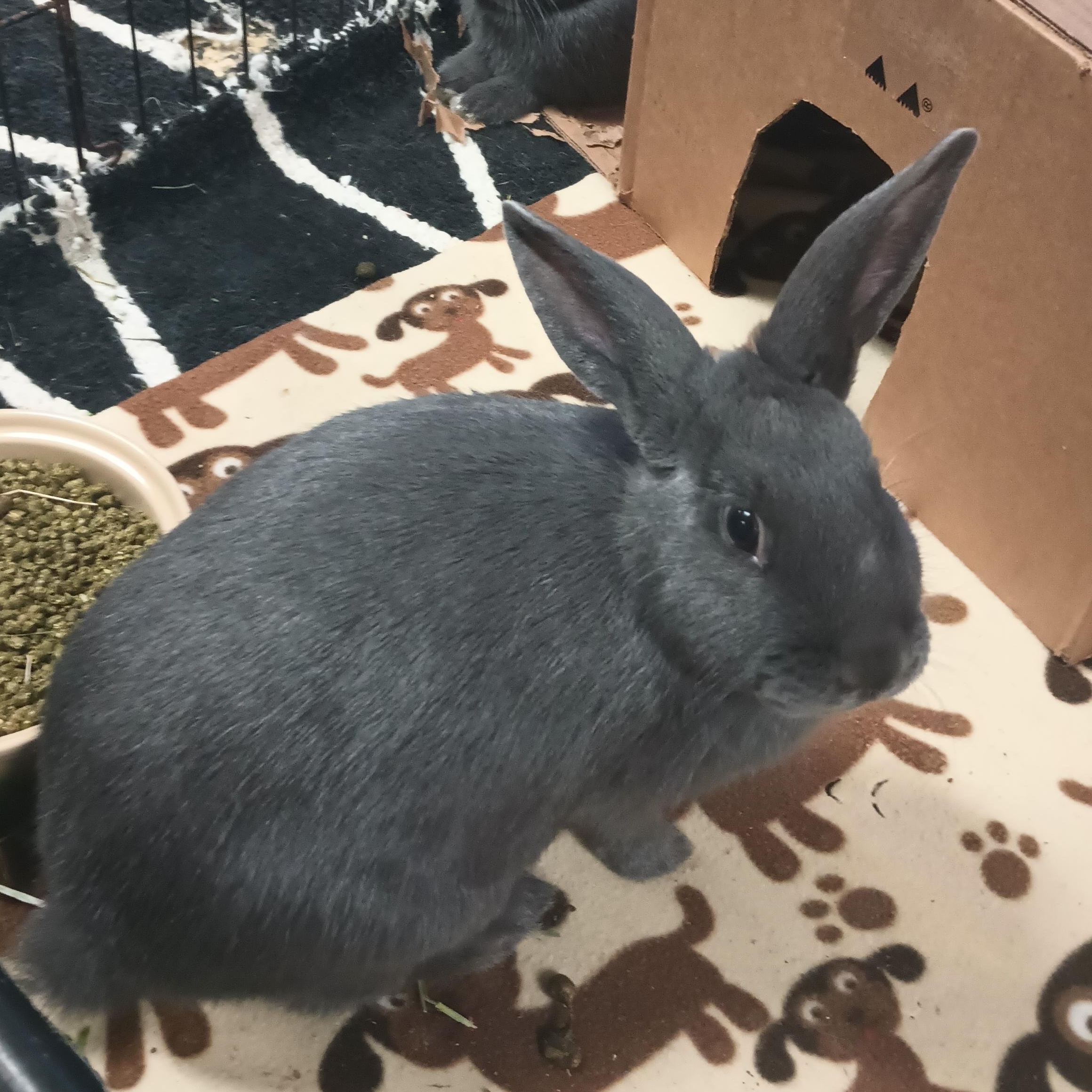 Cassiopeia, Adopted, Baby Male American.