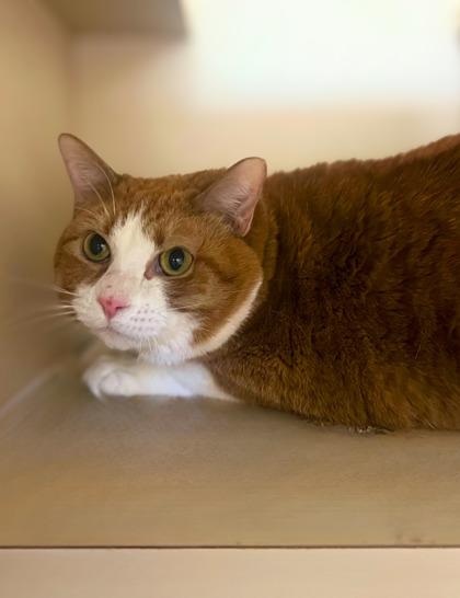 Enlarge Darla, an adoptable Domestic Short Hair in Quincy, IL image 1/1