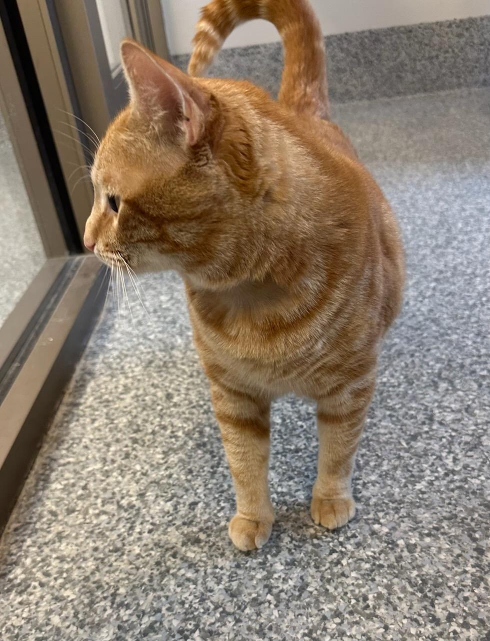 Enlarge August (ID 50860/1025), an adopted Domestic Short Hair in Manassas, VA image 3/3
