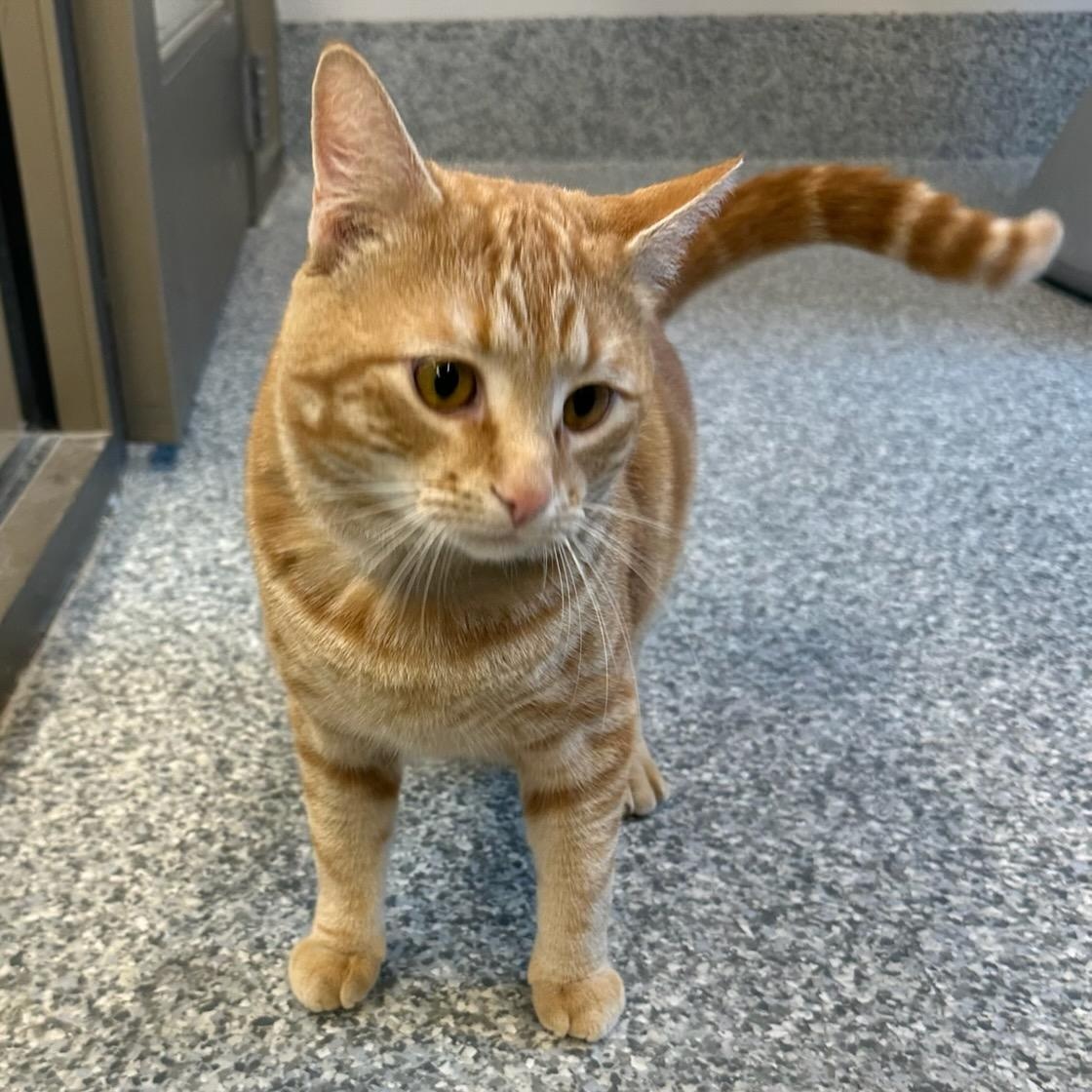 Enlarge August (ID 50860/1025), an adopted Domestic Short Hair in Manassas, VA image 2/3