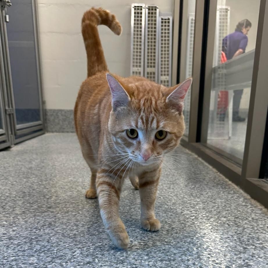 Enlarge August (ID 50860/1025), an adopted Domestic Short Hair in Manassas, VA image 1/3