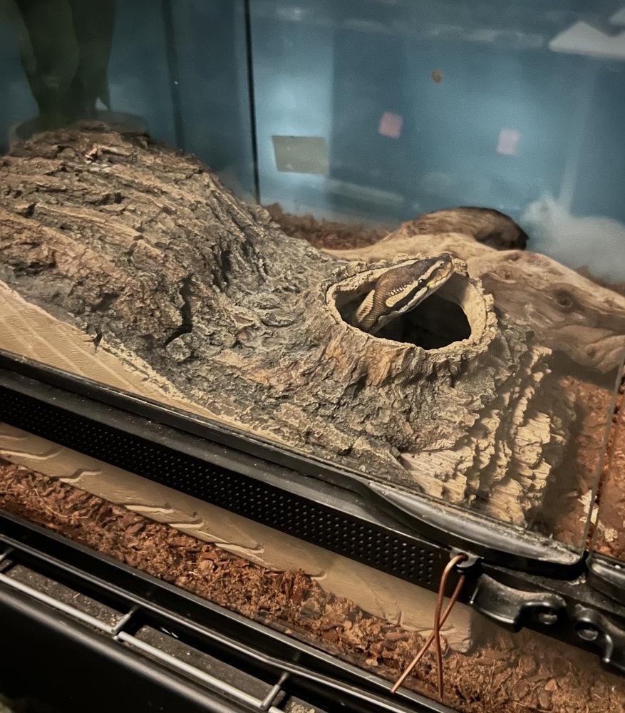 Reggie, Adoptable, Adult Male Snake.