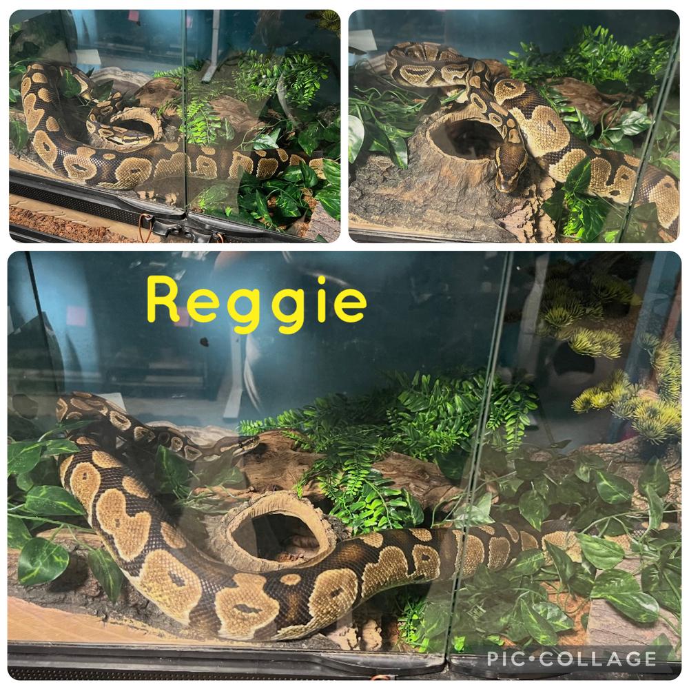 Reggie, a Adoptable mixed breed in South Bend, IN image 2/3