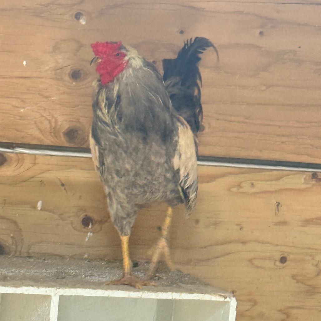 Cowboy, Adoptable, Young Male Chicken.