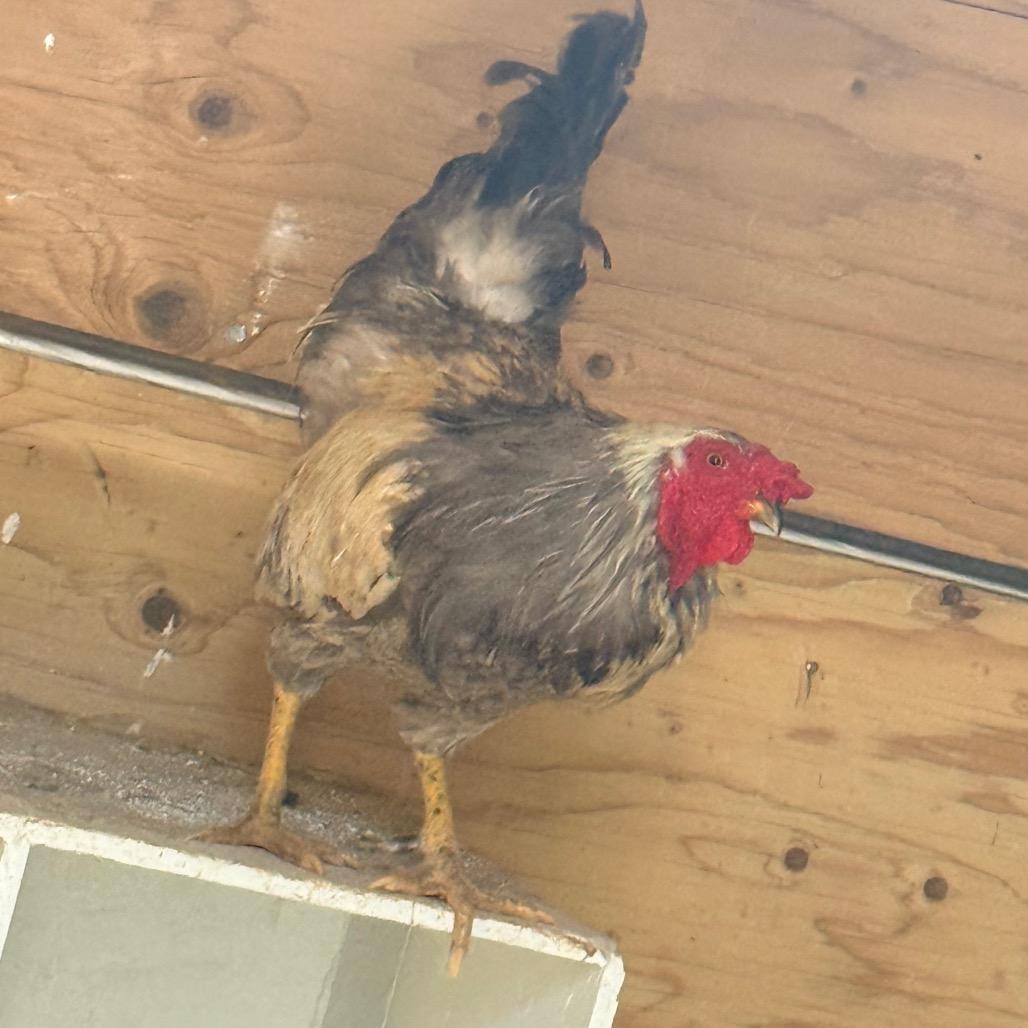Cowboy, a Adoptable Chicken in Cheyenne, WY image 2/2