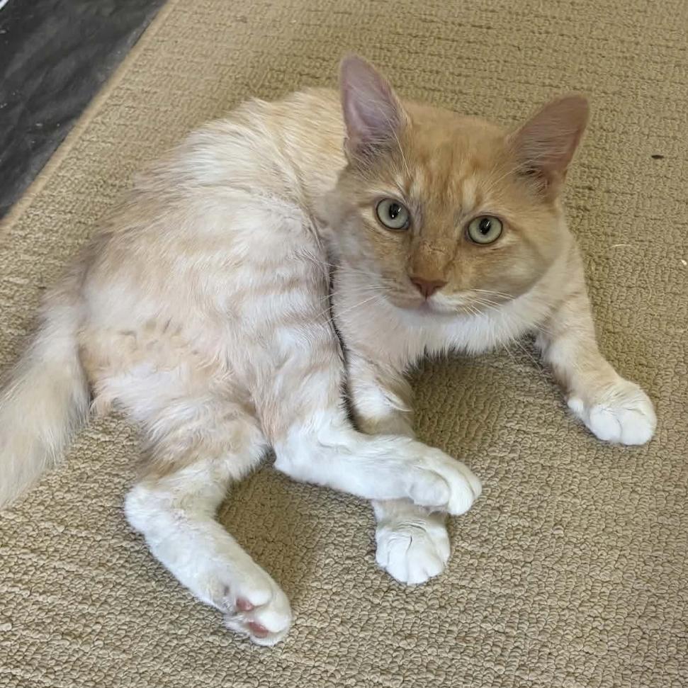 Eli, Adoptable, Young Male Domestic Medium Hair.