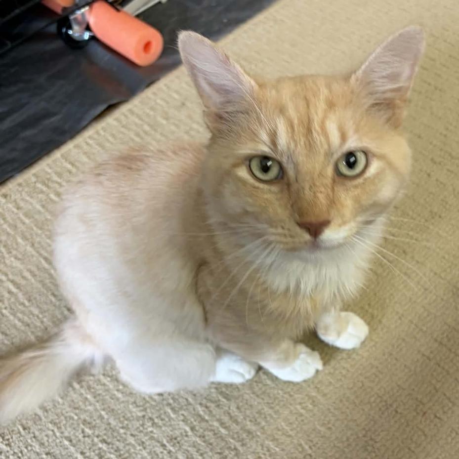 Enlarge Eli, a Adoptable Domestic Medium Hair in Martinsville, VA image 2/2