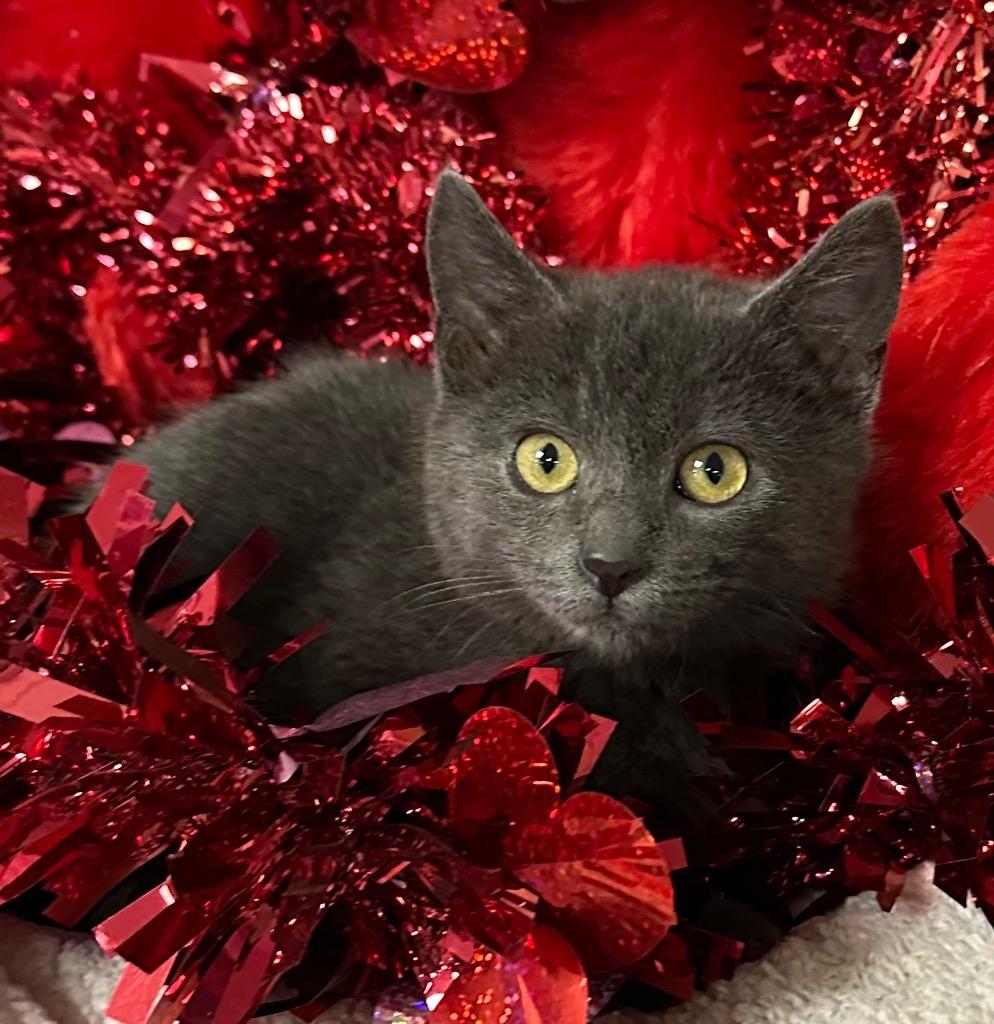 12/24/25 - Eve, Adoptable, Kitten Female Domestic Short Hair.