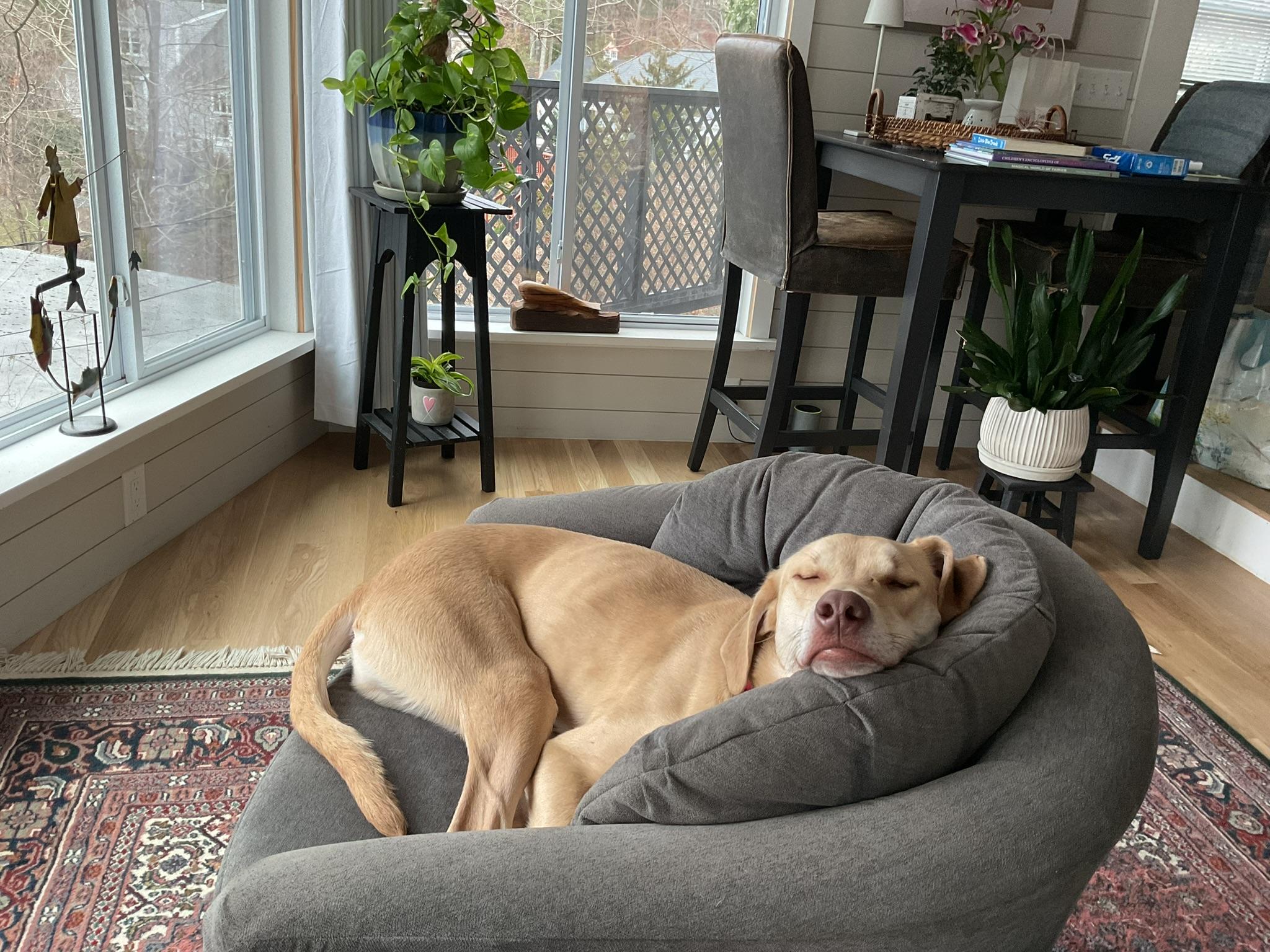 Hawkeye, Adoptable, Young Male Yellow Labrador Retriever.