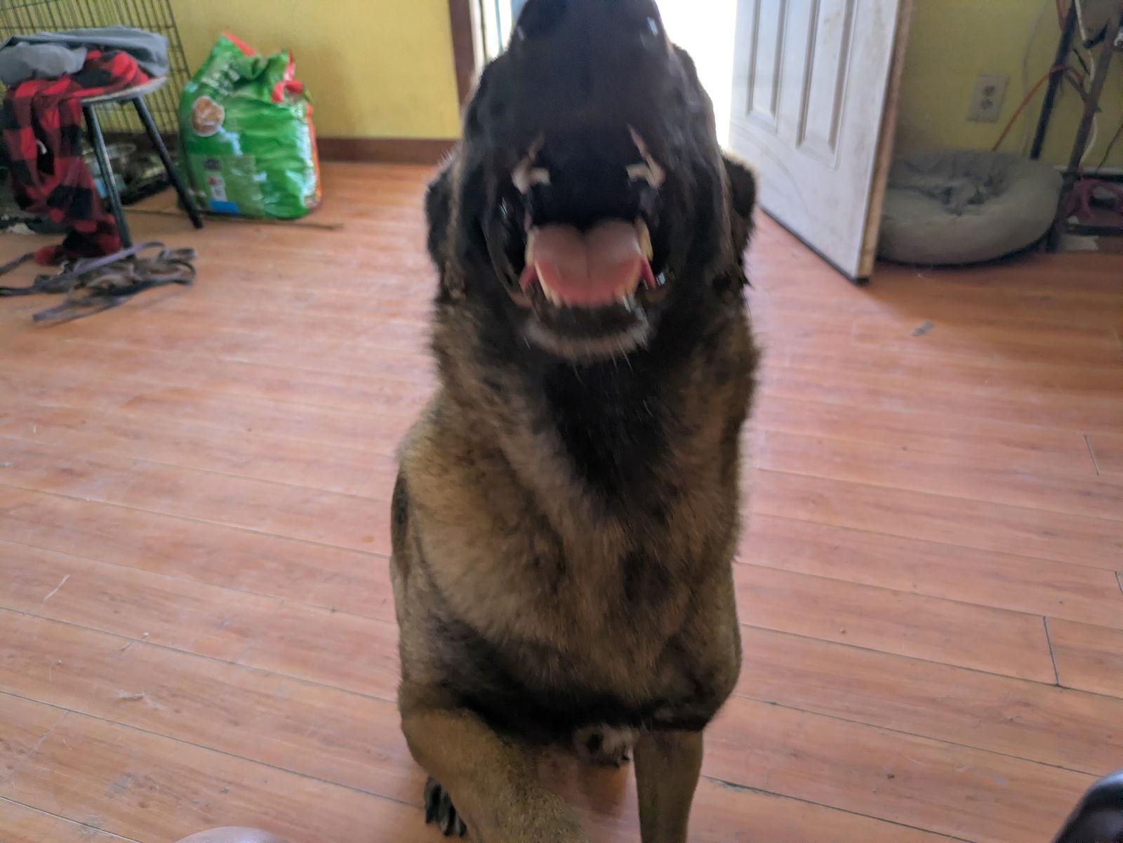 Enlarge Elsa, a Adoptable Belgian Shepherd / Malinois in Orange Grove, TX image 1/3