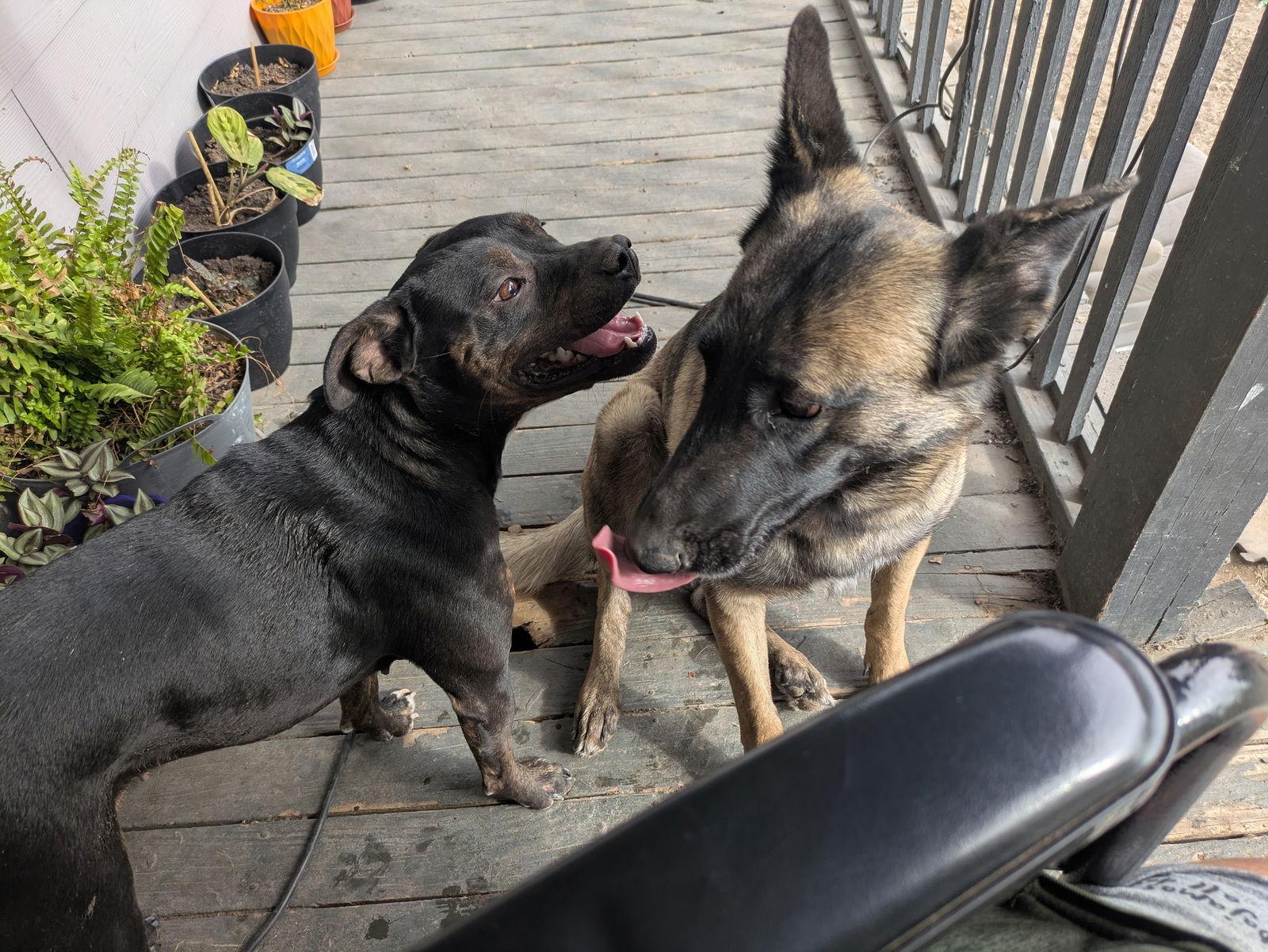 Enlarge Elsa, a Adoptable Belgian Shepherd / Malinois in Orange Grove, TX image 2/3