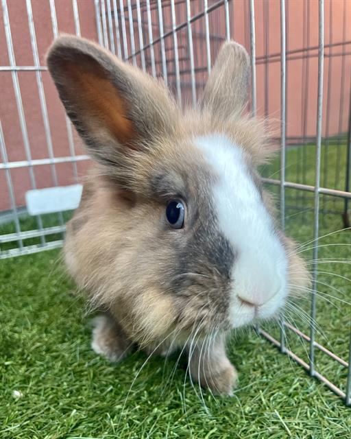 BOOKWORM, Adoptable, Young Male Bunny Rabbit.