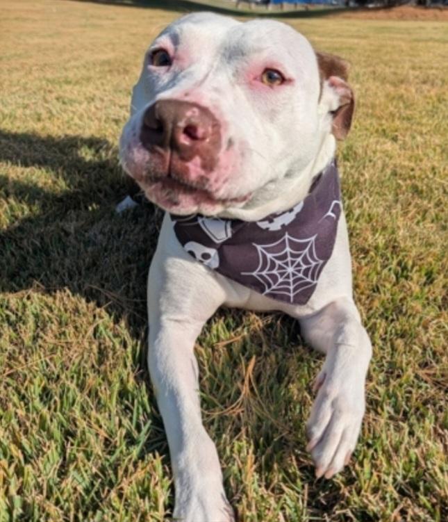 Enlarge Thea *URGENT, a ADOPTABLE mixed breed in Monroe Twp, NJ image 1/3