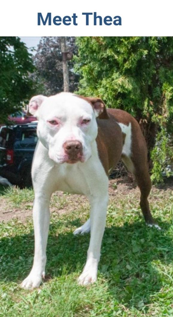 Enlarge Thea *URGENT, a ADOPTABLE mixed breed in Monroe Twp, NJ image 3/3