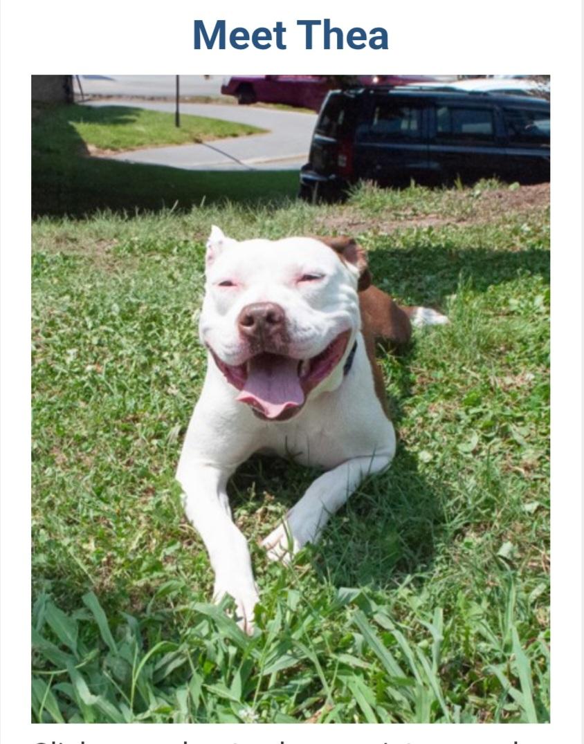 Enlarge Thea *URGENT, a ADOPTABLE mixed breed in Monroe Twp, NJ image 2/3