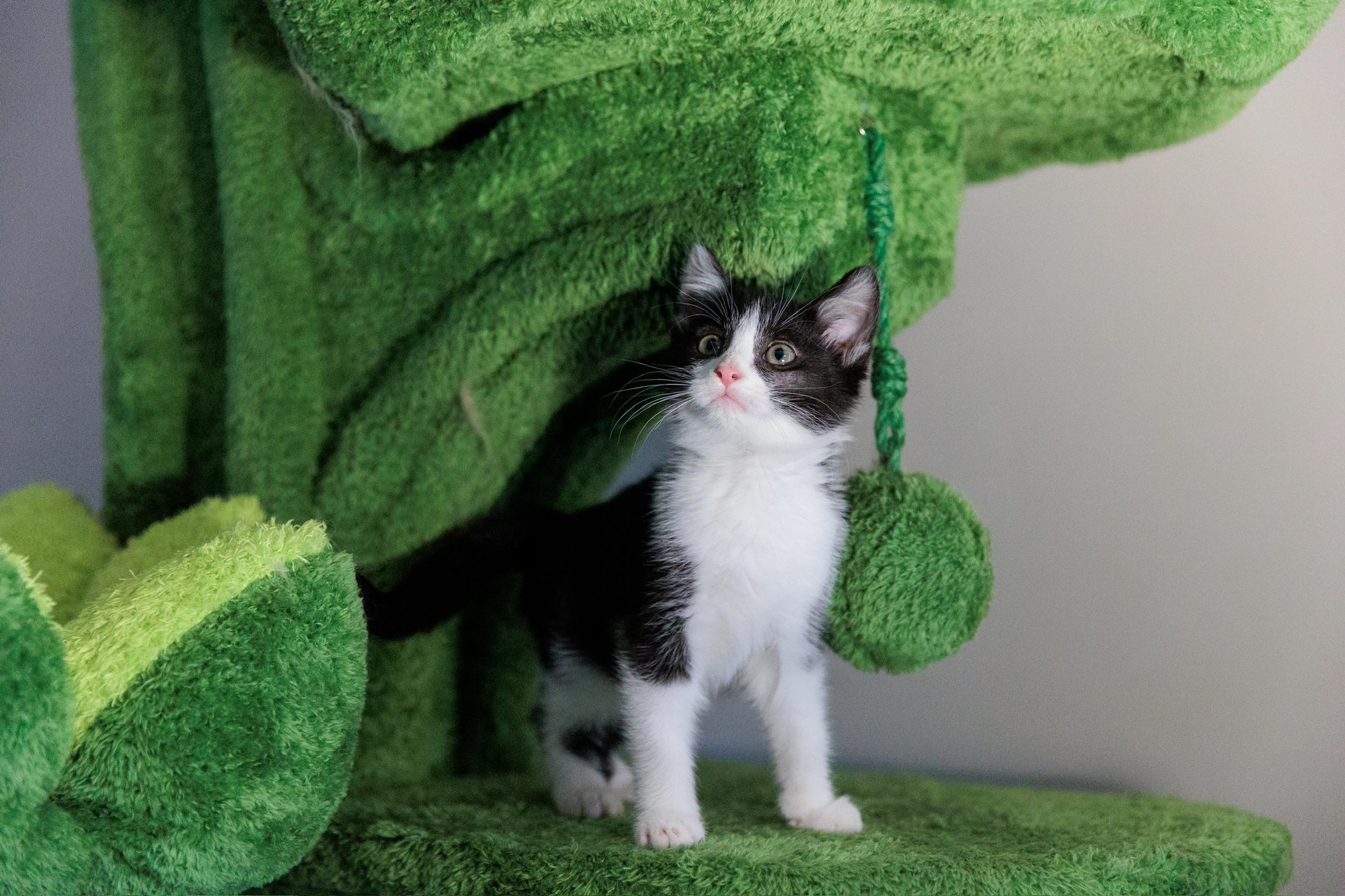 Corvid, Adoptable, Kitten Male Domestic Medium Hair.