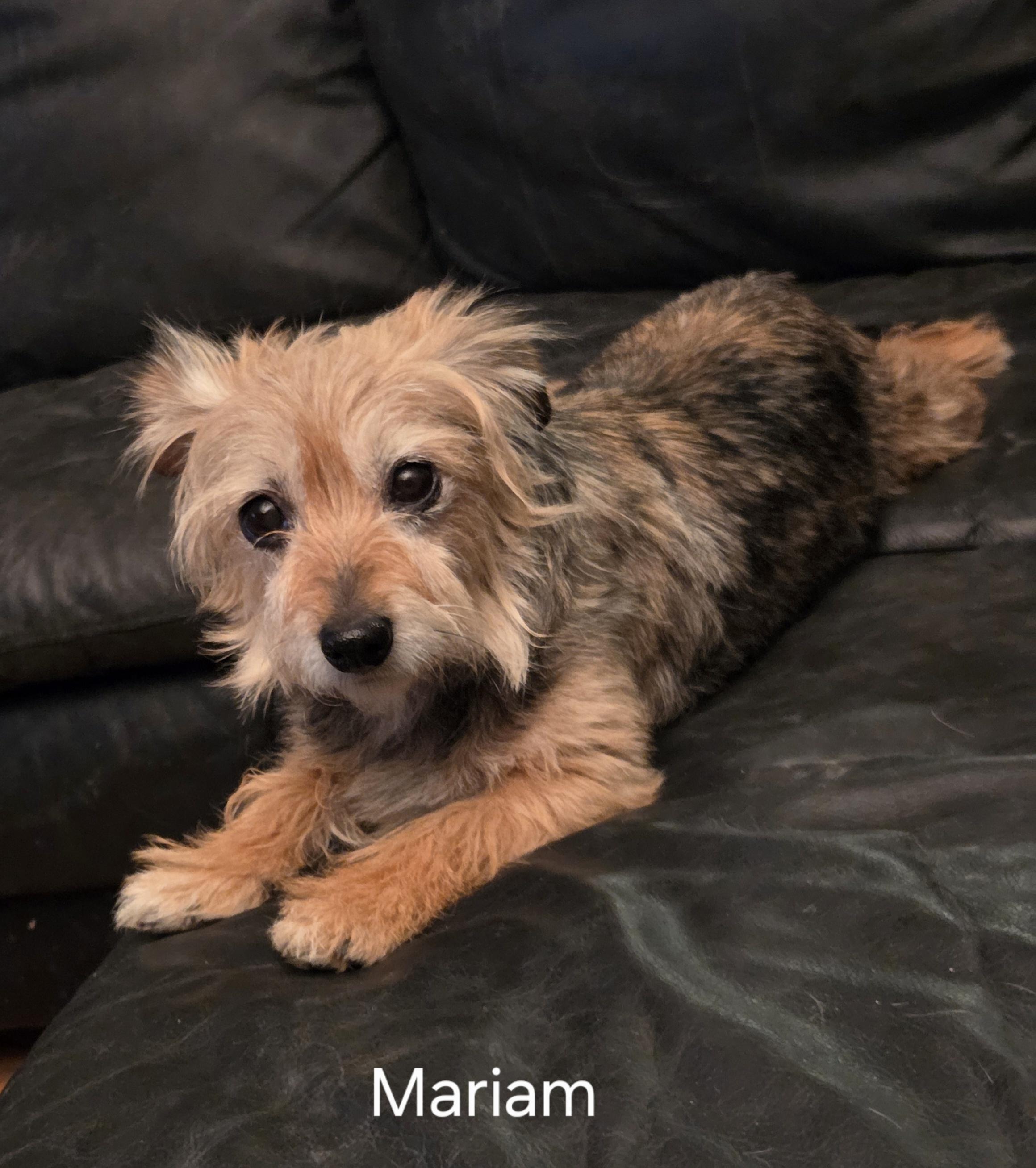 Miriam, Adopted, Adult Female Yorkshire Terrier.